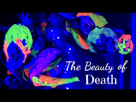 Homespun vlog #20: "The Beauty of Death" by Kahlil Gibran