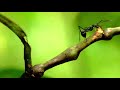 Golden Tailed Spiny Ant Polyrhachis Ammon And Spiny Ant Polyrhachis Sp Early Morning Routine