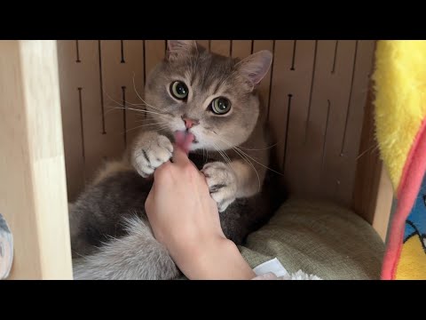 솜방망이로 집사 손 핥기 / 고양이와 함께하는 힐링 타임