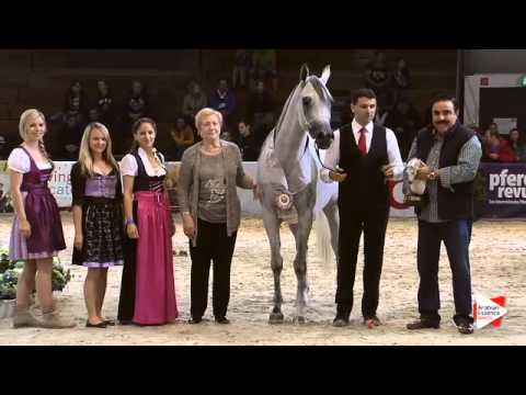 1st Place N.59 WADAD ZAMANI - Wels 2015 - National Sr Mares Championship (Class 17)
