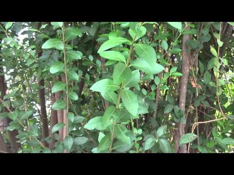 Aligustre: Ligustrum ovalifolium