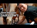 My Morning Cow Milking Routine Homesteading