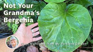 What's Catching My Eye Right Now — A Plant Walkthrough