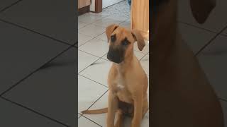 head tilt 😍 #puppy #cute #dog #shorts