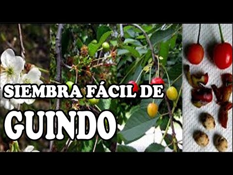 Guindo (Prunus cerasus)