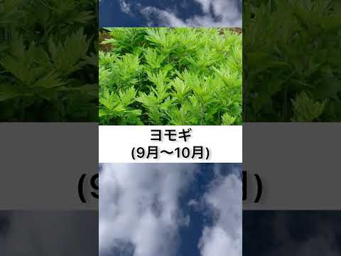 狭葉のブタクサ 植物