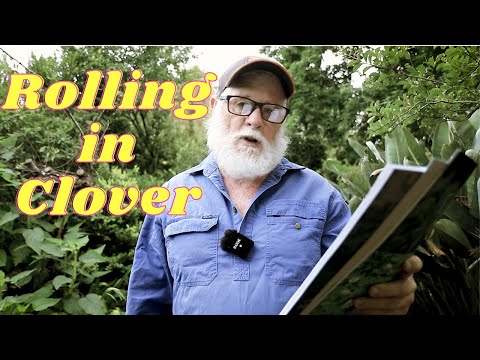 Clover! Did you know you can eat it?