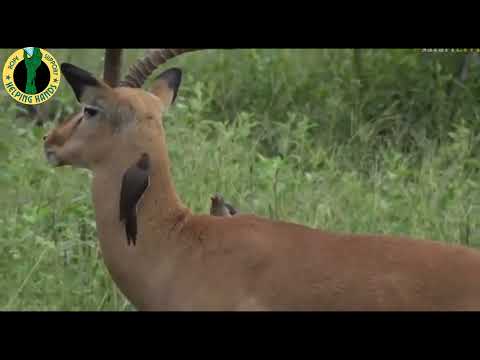 #oxpeckers ||oxpecker eating ticks off animals||Oxpeckers taking their job like a fine toothed comb