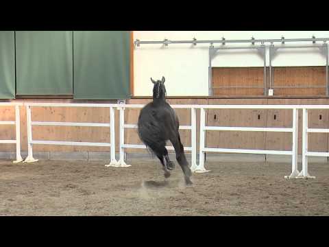 41. Junghengst v. Como / Leicester