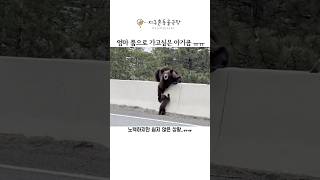 아기곰 도와달라는 엄마곰