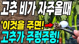 고추 비가 자주올때 이것을 주면 고추가 주렁주렁! 탄저병 각종벌레도 한방에 해결!