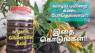 Organic Gibberellic acid for plants over all growth