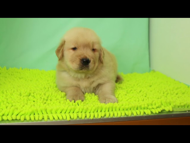 (子犬) 犬種:ゴールデン・レトリーバー 男の子 ブリーダー マロニエケンネル MARRONNIER KENNEL k2282の画像
