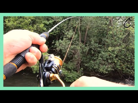 Wild river ultra light chub spinning with spinners and soft baits - Ultralight chub fishing uncut #5