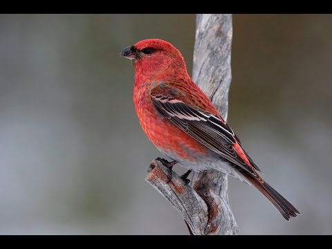 Pine Grosbeak - Haakbek