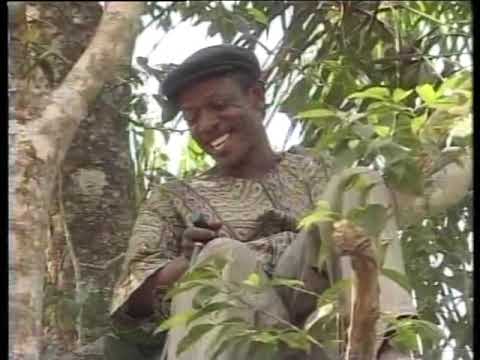 Osuofia The Mad Village Strong Man Lives On Top Of The Tree - Nigerian Comedy Skits (Igbo Language)