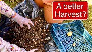 A POTATO SURPRISE!  | BUDGET GARDENING | SEED SAVING