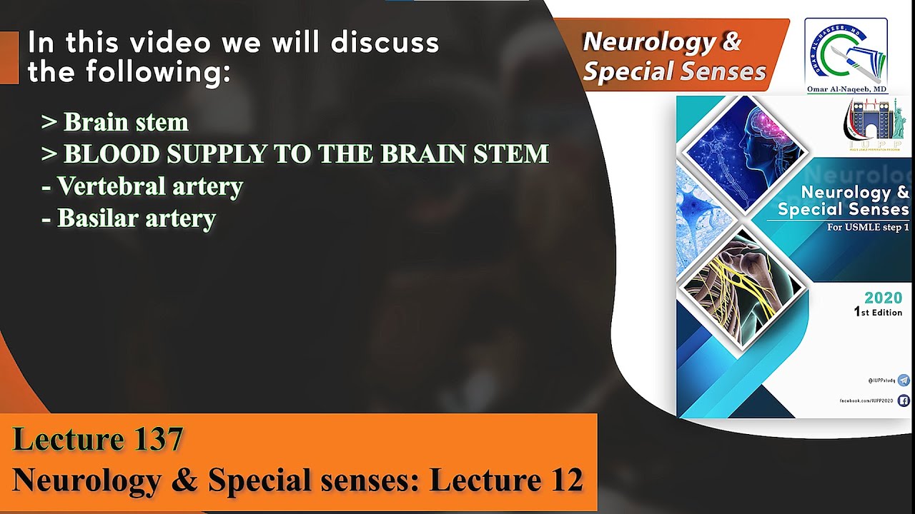Brain stem || Vertebral artery || Basilar artery || Posterior cerebral circulation