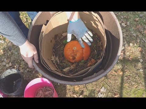 Insulating & feeding my outdoor worm bin - vermicomposting
