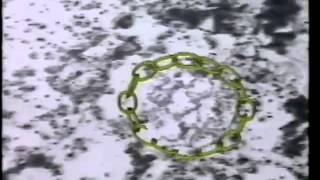 Biosphere - The Shield