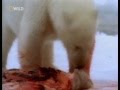 Белый медведь напал на человека 