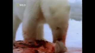 Смотреть онлайн Белый медведь поймал женщину и разгрыз ей ногу