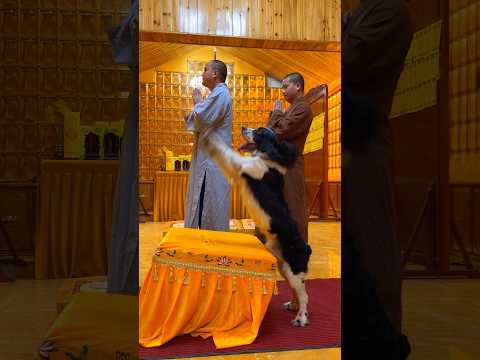 ¡Feliz Día Internacional del Perro! 🐶