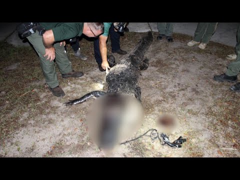 New details after woman mauled to death by alligator at Lake Kissimmee