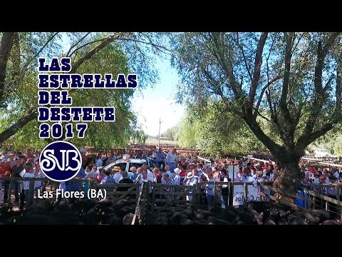 Las Estrellas del Destete 2017