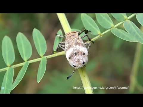 ウシロムキアルキ(ヒロズアシブトウンカ）