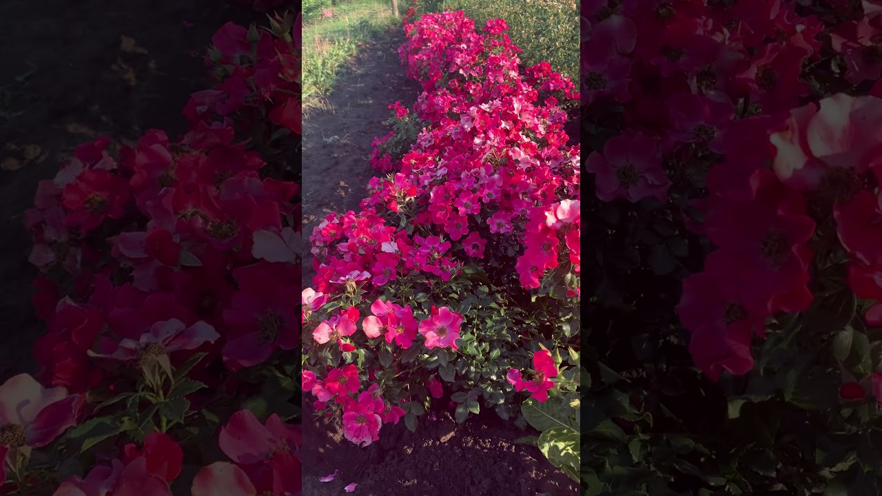 Океан цветов) Штадт Ром