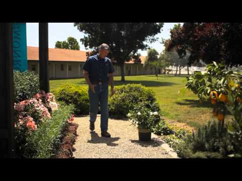 The Best Place to Plant a Gardenia Bush : Garden Savvy