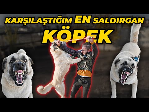 MÜCADELE ETTİĞİM EN SALDIRGAN KÖPEK! (Köpek, Beni Sürekli Boğmaya Çalıştı)