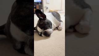 久しぶりのお家でぐっすり眠るフレブル💤