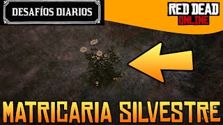 Desafíos Diarios - MATRICARIAS SILVESTRES RECOGIDAS - RED DEAD ONLINE