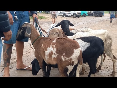 Feira de Ovelhas, Porcos Venturosa Pe.28/04/26