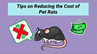 Tips on Reducing Pet Rat Cost