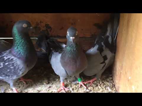 srilankan pigeons paravi maliyaa anuradhapura
