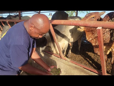Beef fattening in kilifi kenya with Matt Muthama