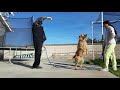 Jump Rope Dog
