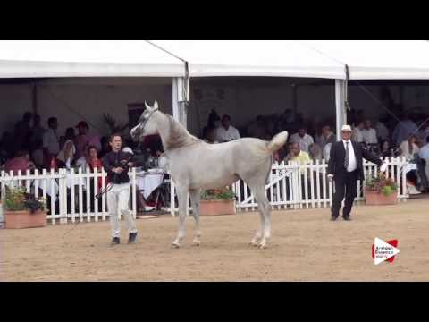 N.33 KHAMILAH ALBIDAYER - Menton 2015 - Fillies 2 year old (Class 2A)