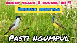 Download lagu Suara Pikat Burcil Kombinasi Sogon Dan  Kutilang Ribut mp3