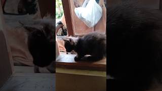 Download lagu Where's your brother? #funnycats #comedy #cats #shorts mp3 Download lagu Where's your brother? #funnycats #comedy #cats #shorts mp3