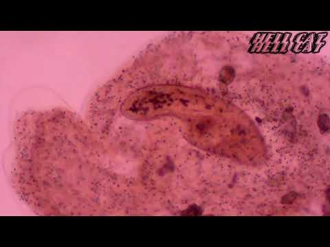 The Ponys - Harakiri (lyrics)