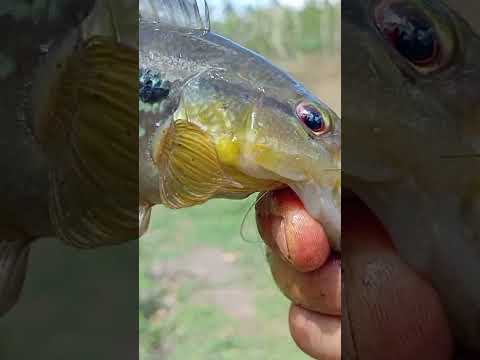 pescando joaninha ou Jacundá para fazer um frito.