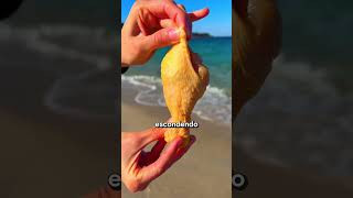 Ela foi CORAJOSA? #curiosidades