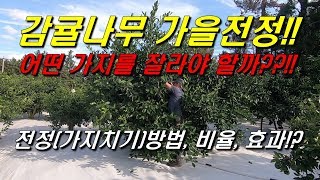감귤나무 가을전정(가지치기)!! : 어떤 가지를 잘라야 할까??!! 가지치기 방법, 가지치기 비율, 가지치기…