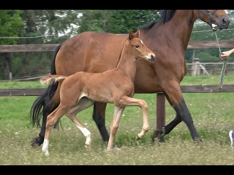 *2020 Stute von Fürst Toto - Grey Flanell SOLD!!!
