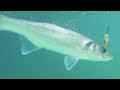 Lure Fishing For Bass Beginners Guide Part 1