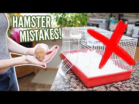 6 MISTAKES hamster owners make!